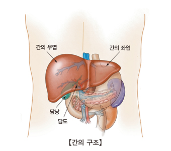 만성 B형 간염