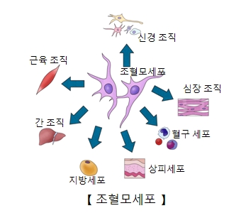 조혈모세표