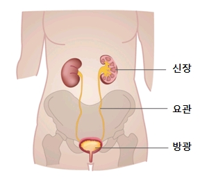 요적혈구