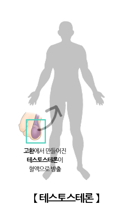 남성호르몬