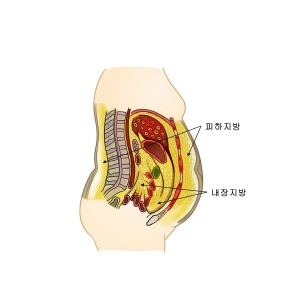 Visceral fat