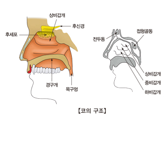 후각장애, 미각장애