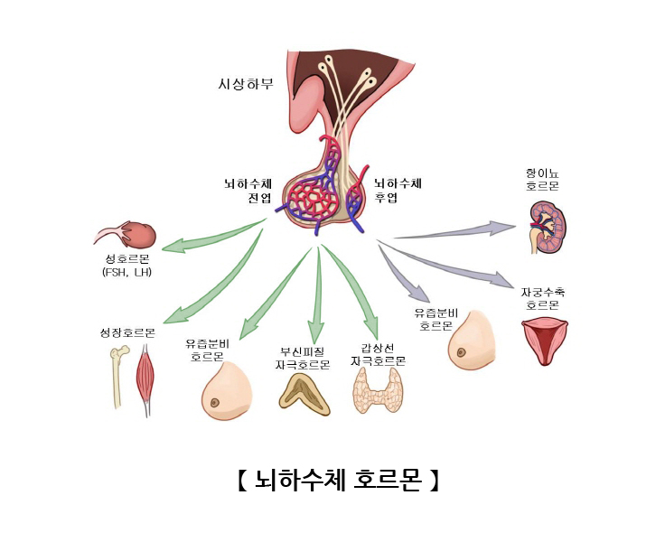 뇌하수체호르몬