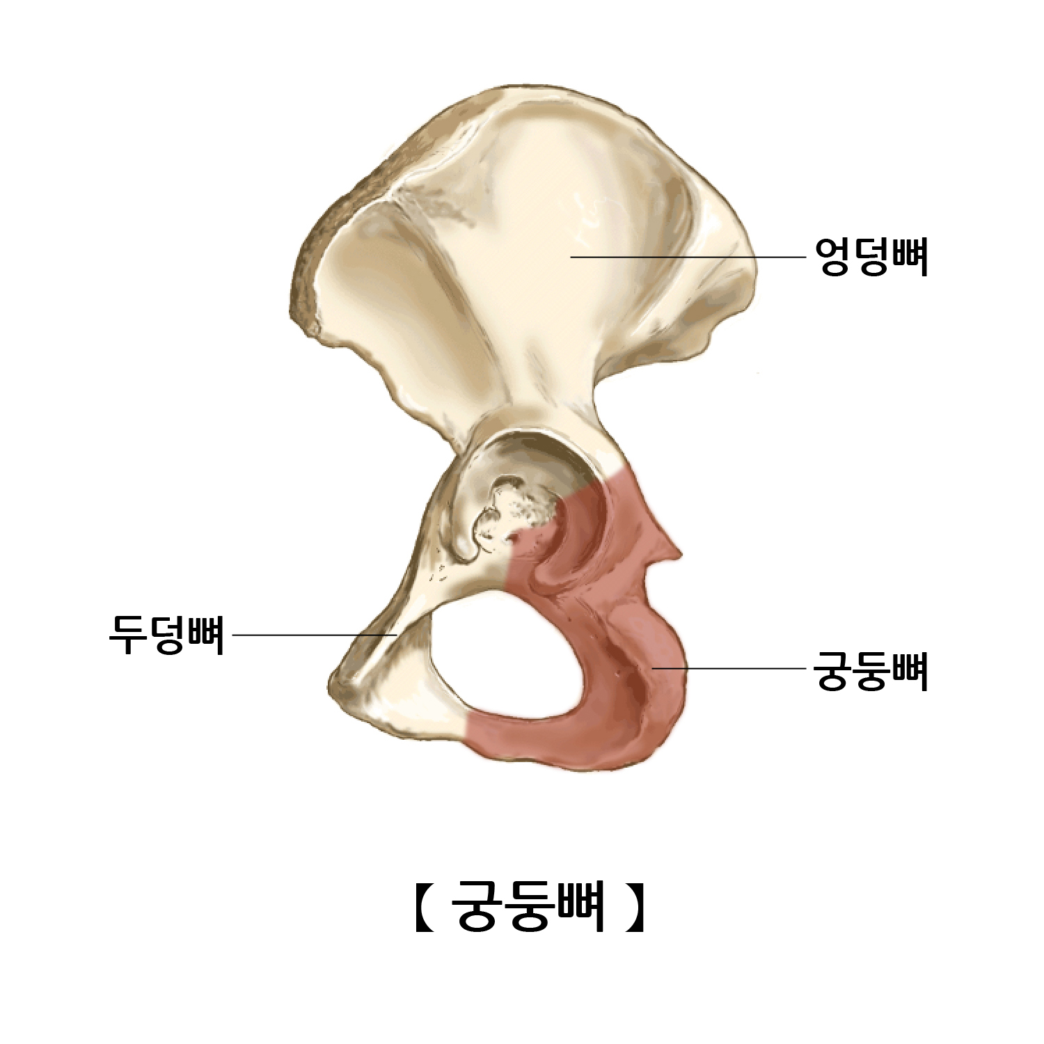 궁둥뼈