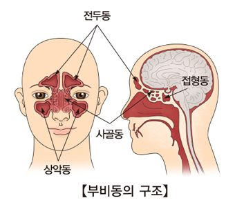 부비동