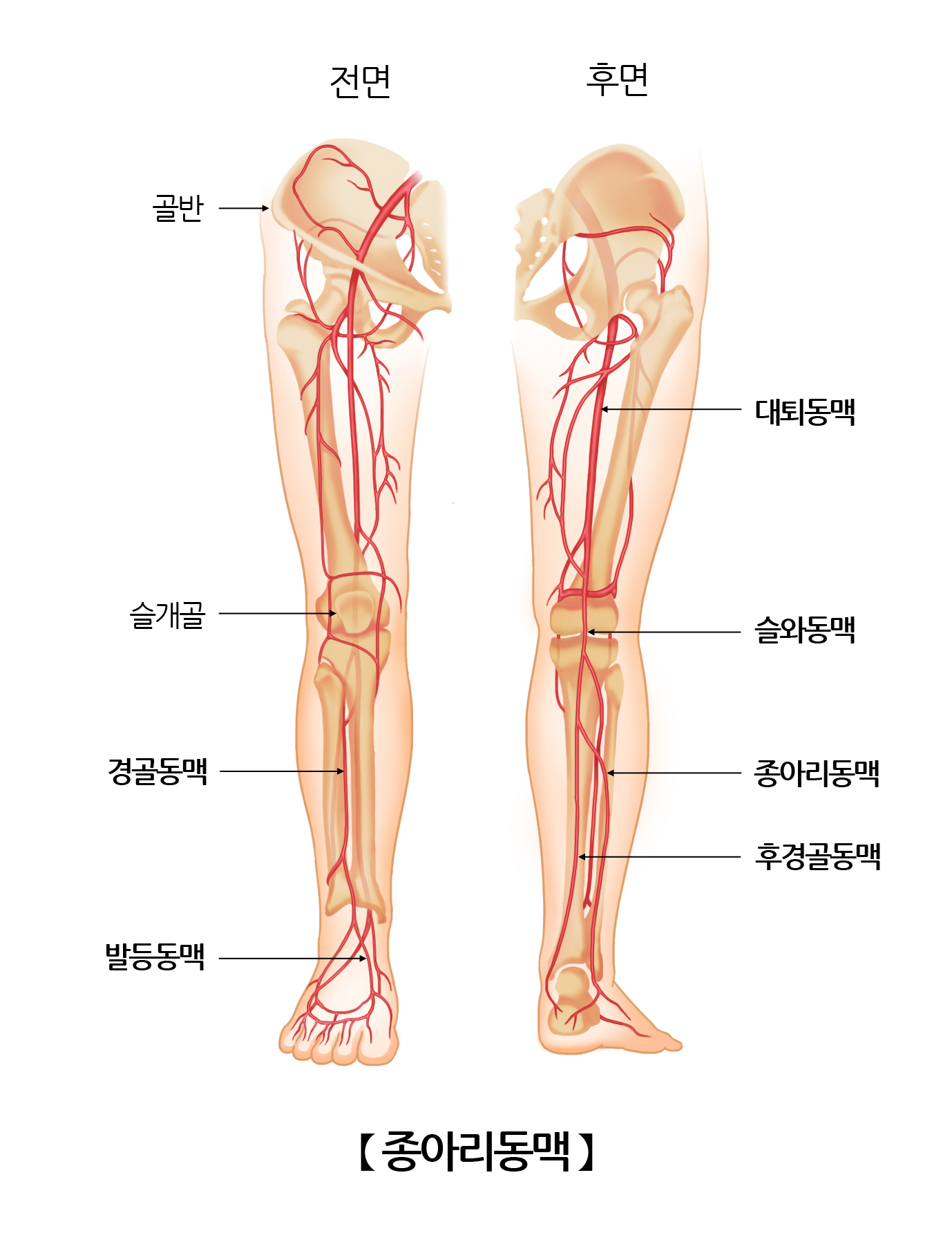 종아리동맥