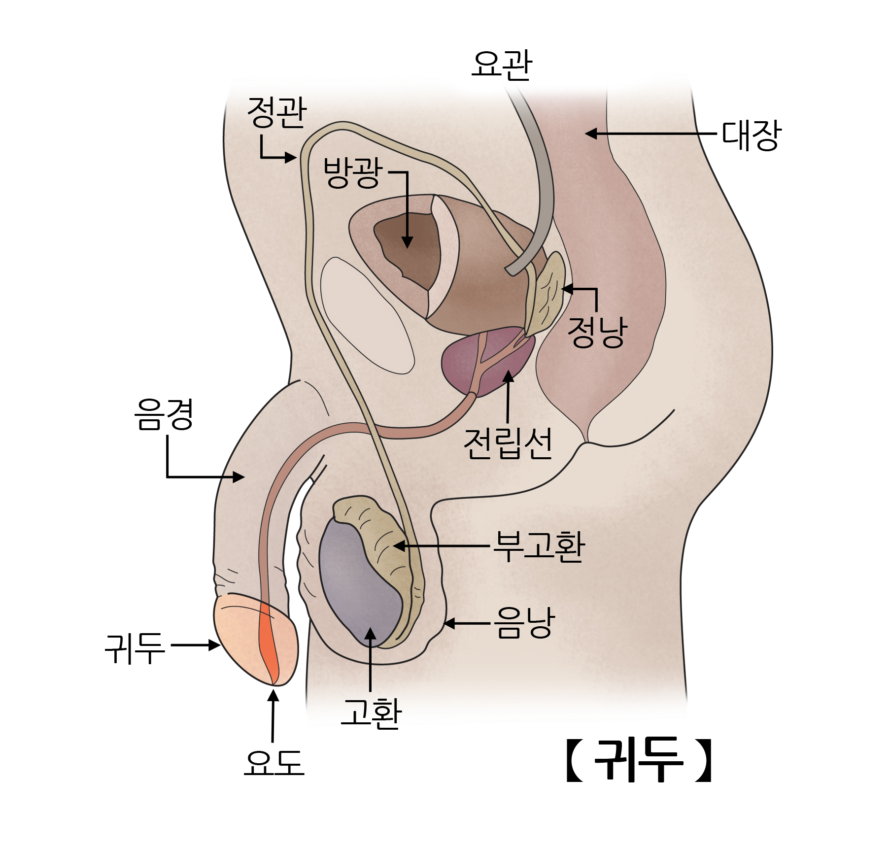 귀두