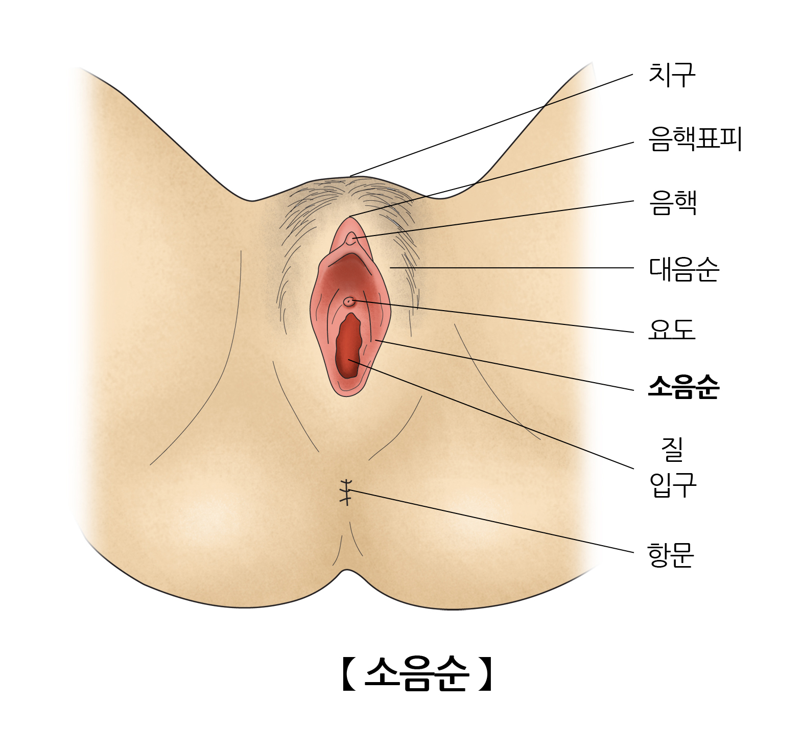 소음순