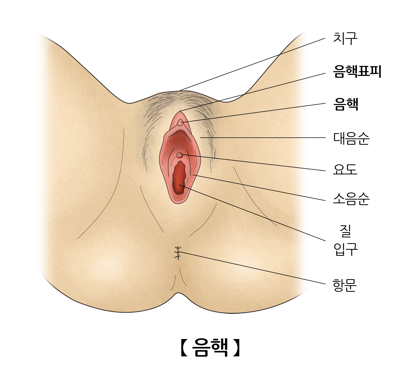 음핵